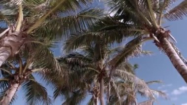 Xcaret Parkı 'nda palmiye ağaçları ve beyaz hamaklar görünüyor.