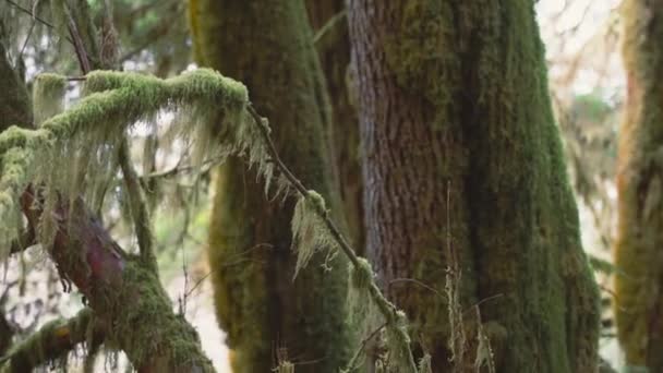 Крупный План Старых Вещей Покрытых Мрамором Лес Кэти Гроув Остров — стоковое видео