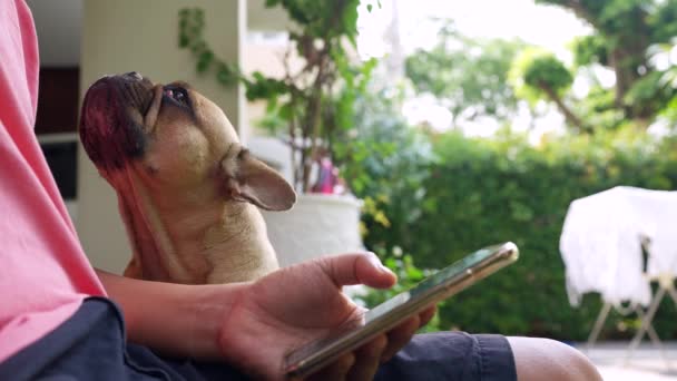 Söt Fransk Bulldogg Längtar Uppmärksamhet Från Sin Förälder Nedsänkt Telefonen — Stockvideo