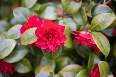 Japon kamelyası (Camellia japonica) bir bahar gününde