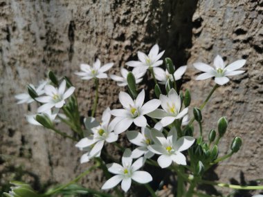 Bahçede büyüyen bir Beytüllahim Yıldızı 'nın (Ornithogalum umbellatum) yakın çekimi.