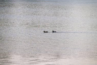 San Nazzaro, Monticelli, Piacenza, Emilia Romagna İtalya 'da gün batımı Po nehri parkında
