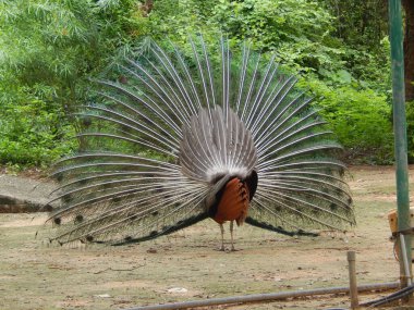 Doğada kuyruğu açık bir Peafowl 'un arka görüntüsü - Hindistan' ın ulusal kuşu