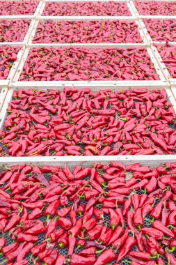 Espelette chillies dried in a greenhouse in the Basque country clipart