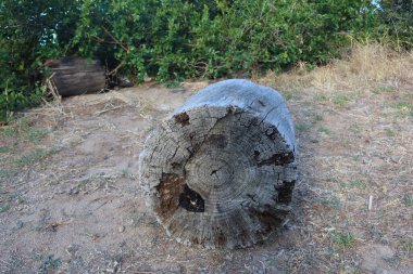 Ormandaki bir ağaç kütüğünün seçici odak noktası.