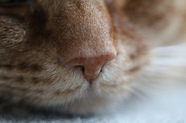 Bulanık bir arka planda kızıl bir kedinin burnu.