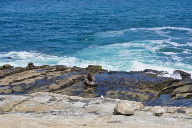 Güneşli bir günde, taştan bir sahilde mavi okyanus dalgalarına karşı uzanan iki deniz aslanının manzarası.