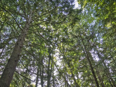 Yaz mevsiminde Skagit ilçesinin kıyılarının doğal bir görüntüsü.