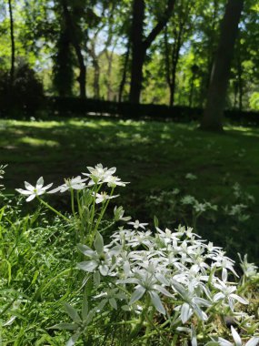Güneşli bir havada parkta beyaz klematis çiçeklerinin dikey görüntüsü.