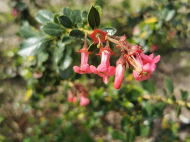 Bahçede büyüyen Kırmızı Escallonia (Escallonia rubra) çiçeklerine yakın plan