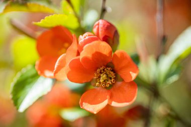 Bir parkta Chaenomeles Japonya çiçeğinin yakın çekimi.