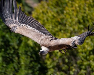 Arka planda bulanık ağaçlarla birlikte geniş açık uçan kartal kanatlarının yakın plan çekimi.