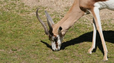 Güneşli bir günde çimlerden yemek yiyen bir erkek geyiğin yakın plan çekimi.