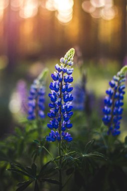Güzel bir Bluebonnet görüntüsü.