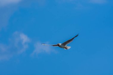 Gökyüzünde uçan güzel bir martının yakın çekimi.