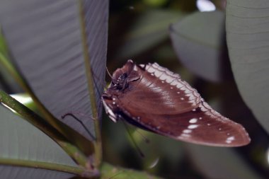 Yeşil bir yaprağın üzerinde oturan turuncu bir kelebeğin yakın çekimi.