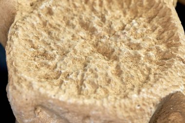 Dinozor omurgası fosil kemikleri. Numune üzerinde kalıntılar iskelet yapısı. Düz bir arkaplanda Paleolith antik nesneleri