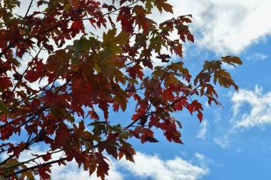 Avustralya 'nın Mavi Dağları' ndaki Lawson 'da sonbahar yaprakları renk gösteriyor