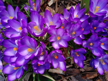 Bir demet mor kır çiçeği.