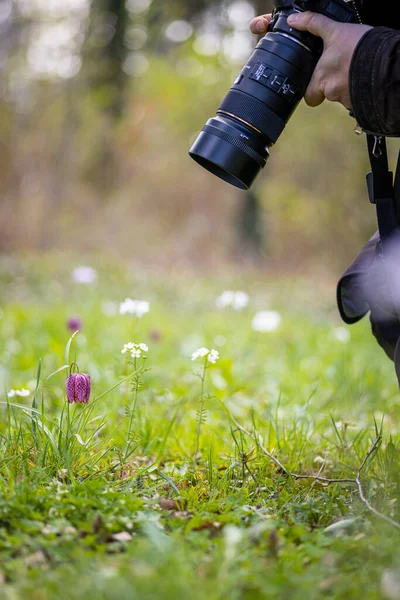 Zbliżenie Aparatu Fotograficznego Pobliżu Kwiatu Meleagrysu Fritillaria Parku Zalaegerszeg Węgry — Zdjęcie stockowe