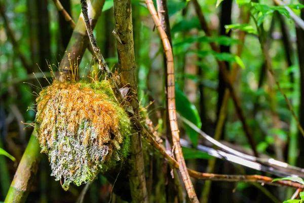 Musgo Tronco Cerca Manoa Falls Oahu Hawaii — Foto de Stock