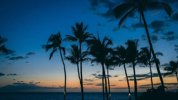 Silhueta Palmeira Praia Maui Havaí — Fotografia de Stock