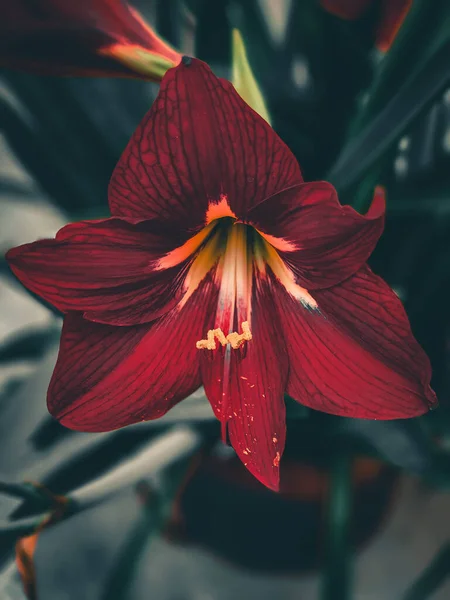 Eine Blühende Rote Hippeastrum Blume Auf Verschwommenem Hintergrund — Stockfoto
