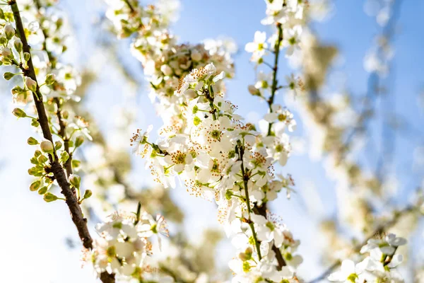 Gros Plan Sur Les Fleurs Printanières Prunier Fleurs Blanches Prunus — Photo