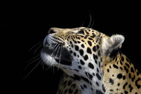 Close Leopardo Olhando Para Cima Isolado Fundo Preto — Fotografia de Stock