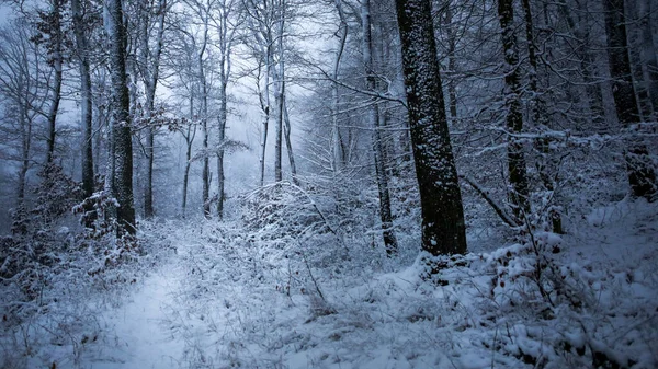 겨울에는 눈으로 아름다운 — 스톡 사진