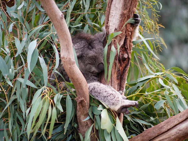 Primo Piano Koala — Foto Stock