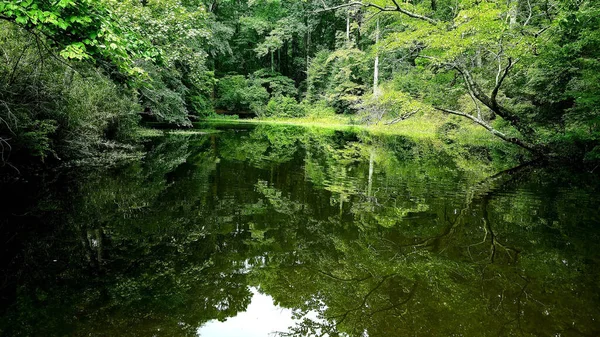 緑の木々に囲まれた穏やかな湖の美しいショット — ストック写真