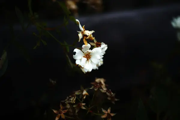 에버그린 로즈의 아름다운 — 스톡 사진
