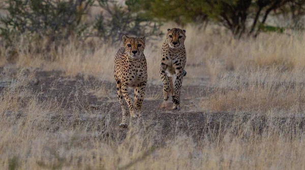 Egy Gyönyörű Felvétel Két Gepárdról Amint Együtt Sétálnak Állatparkban Homályos — Stock Fotó