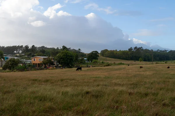 村の隣の牧草地に放牧された牛の美しい景色 — ストック写真