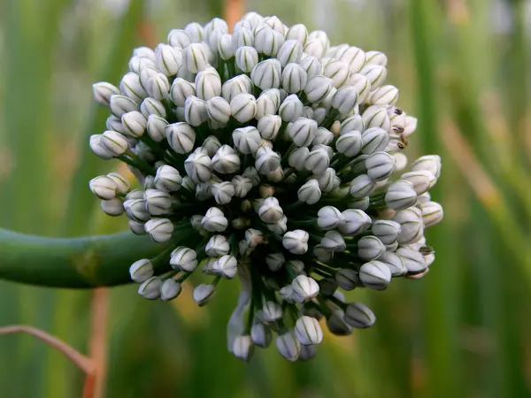 Selektivní Ostření Záběr Allium Senescens Květ — Stock fotografie