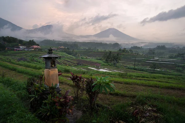 Endonezya Bali Güzel Bir Pirinç Tarlası Manzarası — Stok fotoğraf