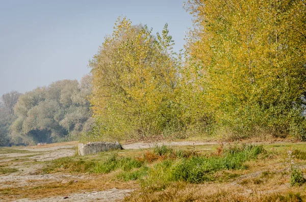 Panoramic View Swampy Coast Large Old Poplar Trees Morning Mist — Stock Photo, Image