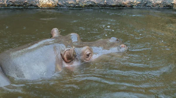 Zbliżenie Ujęcia Głowy Hipopotama Pojawiającego Się Podczas Pływania Rzece — Zdjęcie stockowe