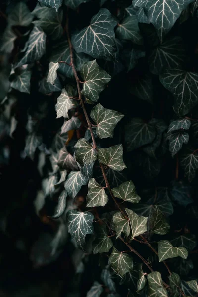 ブドウの木のクローズアップショット — ストック写真