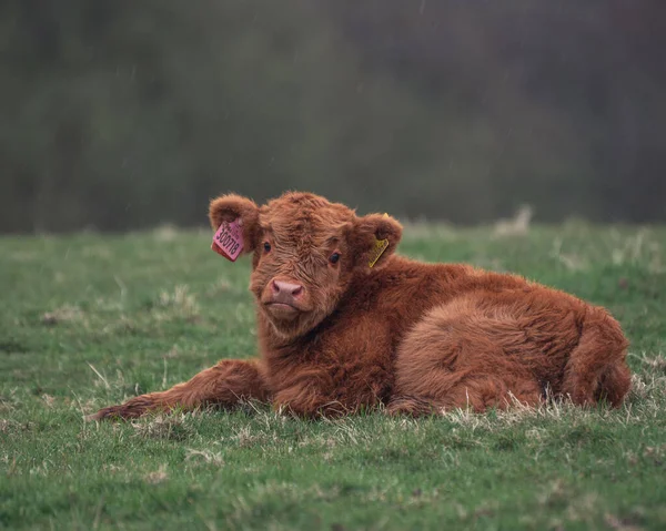 Close Shot Scottish Highland Calf Laying Grass Daytime Blurred Background — Stock Photo, Image