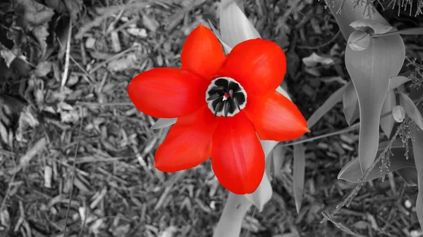 Jasne Czerwone Kwitnące Kwiaty Czarno Białym Otoczeniu — Zdjęcie stockowe