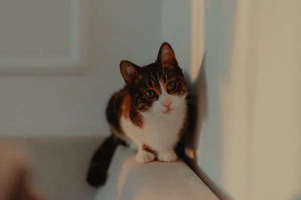 Closeup Shot Ginger Cat Playing Home — Stock Photo, Image