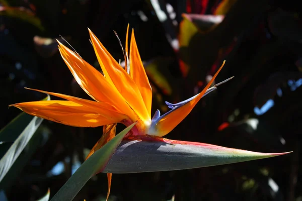 楽園の花の鳥のクローズアップ — ストック写真