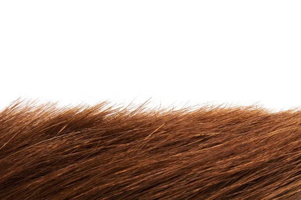Стрічка Красивого Якого Здорового Коричневого Волосся Білому Тлі Копіювальним Простором — стокове фото