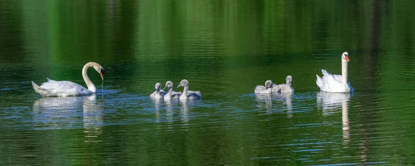 Белая Мать Лебедь Плавает Кигнетами — стоковое фото