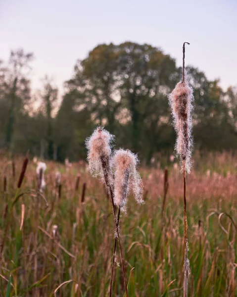 Vertical Shot Typha Latifolia Growing Wild Field Spring Looking Beautiful — Stock Photo, Image