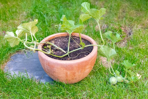 Melon Pot Cultivé Dans Jardin Bio Été — Photo