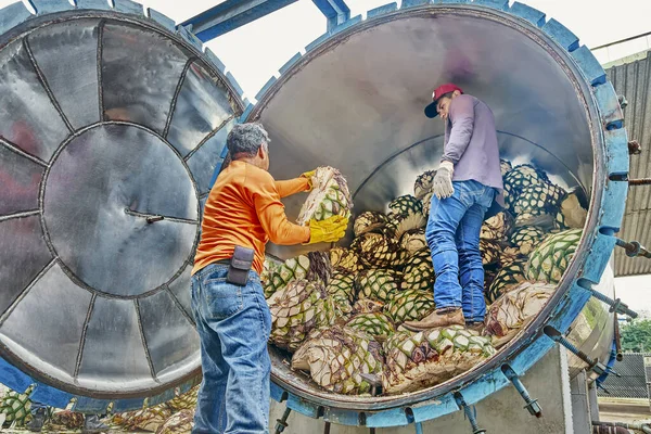 Man Piling Agave Oven Ready Steam — Stock Photo, Image