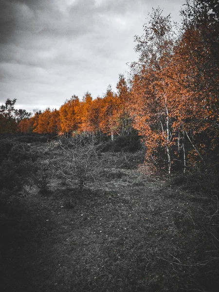 Vertikální Záběr Barevných Stromů Lese Během Podzimu — Stock fotografie